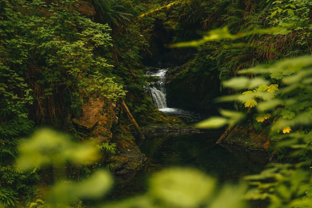 Photo Lush rainforest
