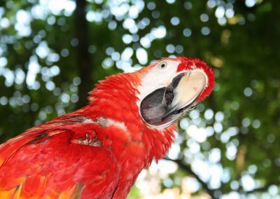 A close-up of a vibrant red parrot with yellow accents, its beak slightly open. The green, blurred background evokes the lush beauty of Jamaica, with circular bokeh from sunlight filtering through tropical leaves.