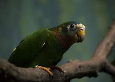 A green parrot with a white and blue head and a yellow beak perches on a brown tree branch, set against a blurred green background in the lush landscapes of Jamaica.