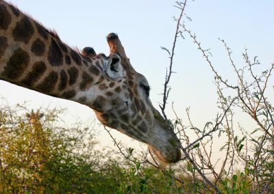 A close-up of a giraffe’s head and neck as it reaches out to eat leaves from a tall bush in Eswatini, with a clear sky in the background.