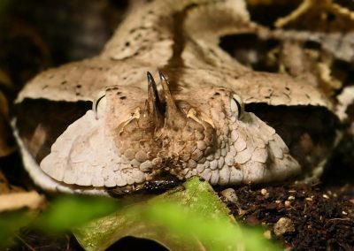 Close-up of a Gaboon viper from Gabon lying on the ground, showing its triangular head, textured scales, and prominent horn-like structures above its nose, surrounded by leaves and soil.