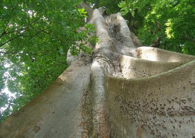 View from below of a tall, thick tree trunk with rough, textured bark in Guinea-Bissau, surrounded by green leaves and branches reaching up towards the sky as sunlight filters through the vibrant foliage above.