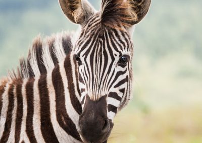 A close-up of a zebra standing in a grassy field in Eswatini, facing the camera. The zebra’s black and white stripes are clearly visible, with a blurred green landscape in the background.