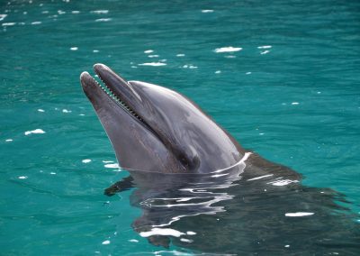 A dolphin with its mouth open emerges from the clear turquoise waters of Micronesia, showing its teeth and smooth, shiny head as sunlight dances on the rippling surface.
