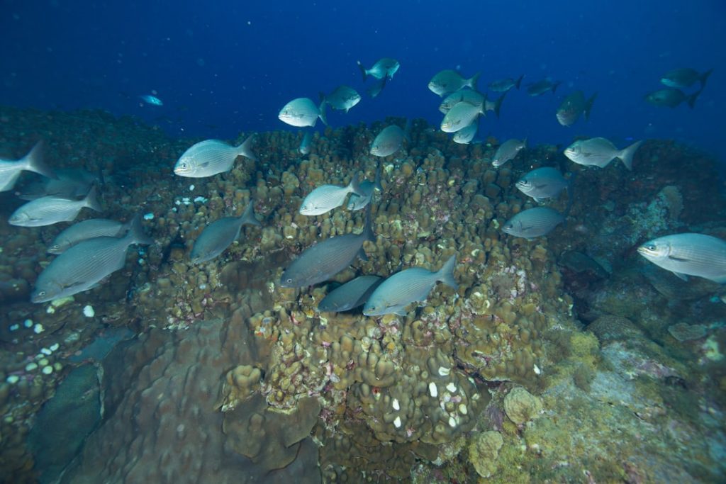 Photo Underwater Coral Reef