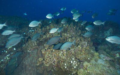 Natural Resources of Maldives: Where Natural Resources are located In Maldives