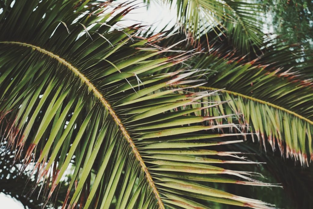 Photo Coconut trees