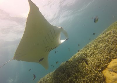A manta ray swims gracefully above a coral reef in the clear blue waters of Micronesia, surrounded by small colourful fish and sunlight streaming from the water’s surface.