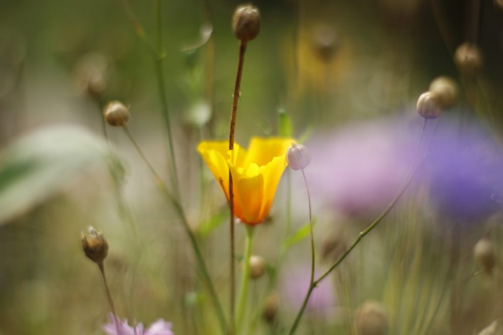 Photo Wildflower garden