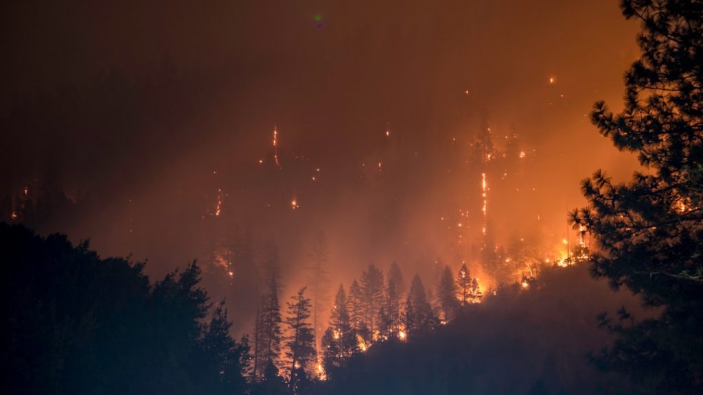 Photo Forest fire