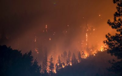 Deforestation and afforestation