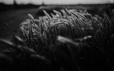 Sustainable Agriculture and Land Use