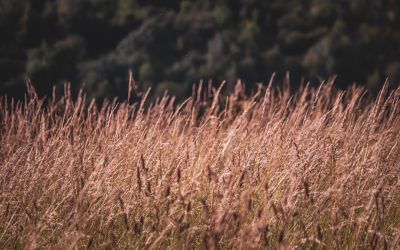 Regenerative agriculture