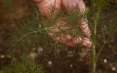Soil health and conservation