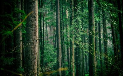 Agroforestry