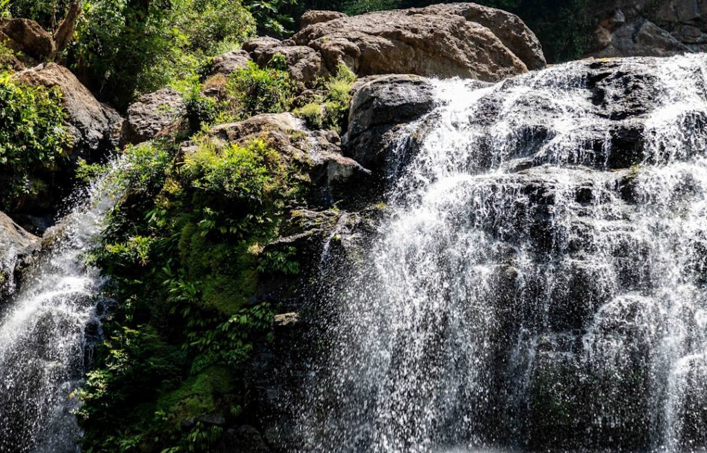 Photo Lush vegetation