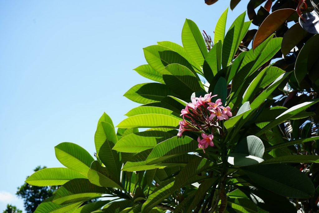 Photo Lush vegetation