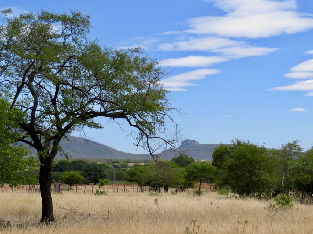 Photo Savanna landscape
