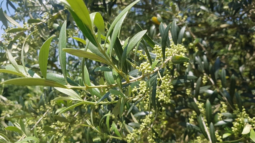 Photo Olive groves