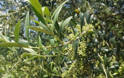 Mediterranean (Csa, Csb): Hot, dry summers and mild, wet winters.