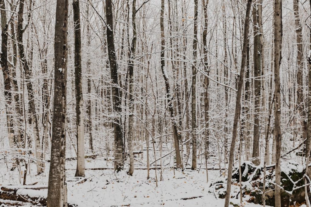 Photo Snow-covered forest