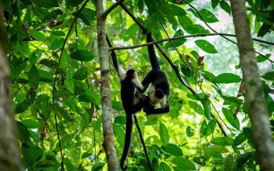 Eco-Tourism and Conservation in Fragile Climate Zones