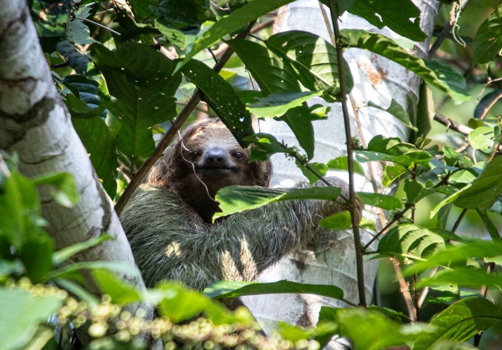 Photo Rainforest canopy