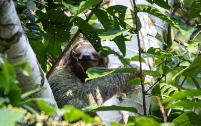 Focusing on the importance of eco-tourism in tropical rainforests, tundras, and deserts, and the need for conservation.