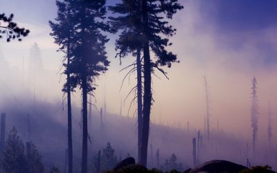Fire management and prevention
