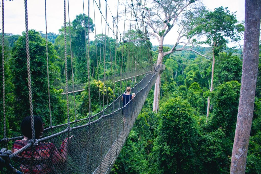 Photo Rainforest Canopy