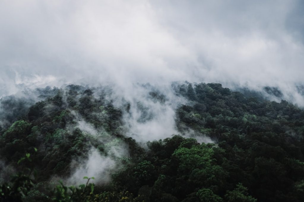 Photo Rainforest canopy
