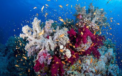 Human Impact on Coral Reefs