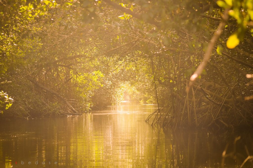 Photo Kuk Swamp