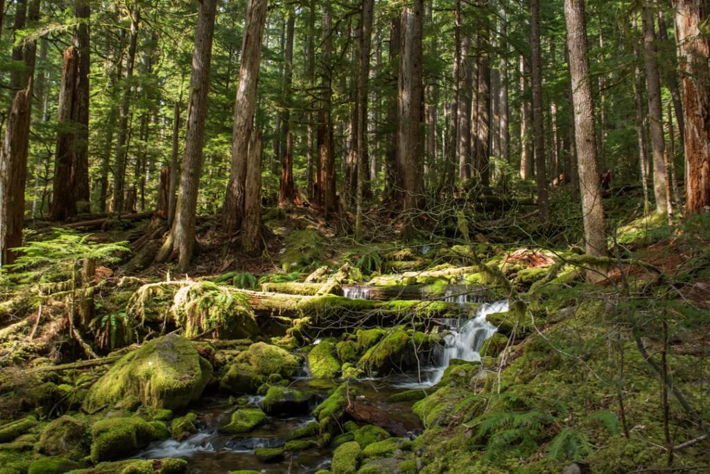 Photo Lush rainforest