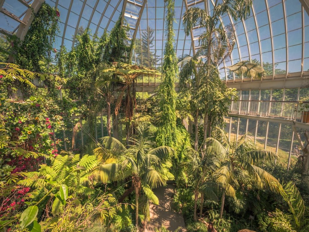 Photo Tropical Rainforest