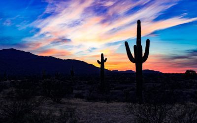 Deserts: How Life Survives in Extreme Conditions