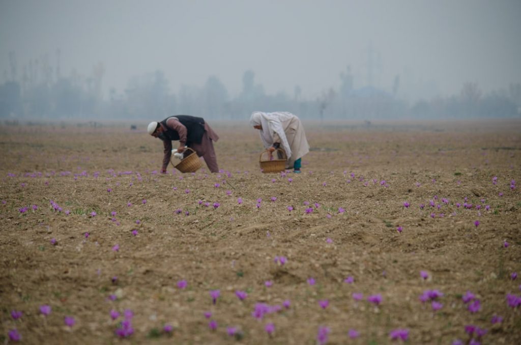 Photo Rich soil