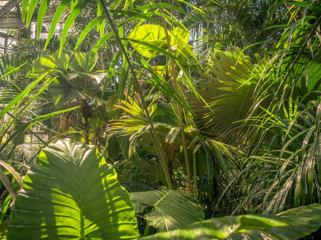 Photo Tropical Rainforest