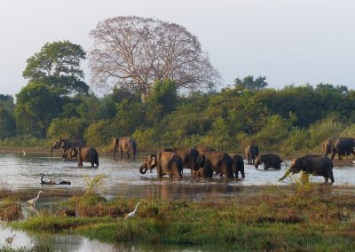 A herd of elephants wades through a shallow body of water in Sri Lanka, surrounded by green vegetation and trees, with several white birds nearby. The scene is calm and natural, set under a clear sky.