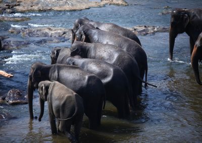 A group of elephants stands closely together in shallow water near rocks in Sri Lanka, with some facing the river and others partially submerged, under bright sunlight.