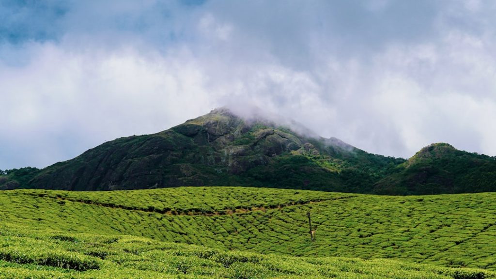 Photo Tea plantation
