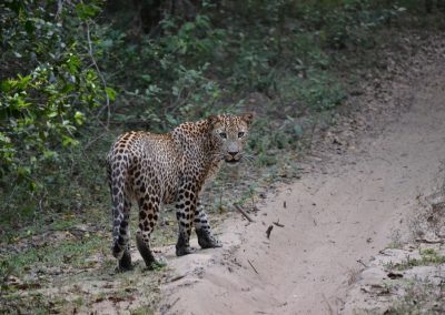 A leopard stands on the edge of a dirt path in a Sri Lankan forest, looking back towards the camera. Dense green foliage surrounds the animal, and dry leaves cover the ground.