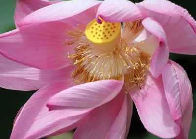 Close-up of a pink lotus flower, Suriname’s national symbol, with soft, curved petals, a yellow seed pod in the centre, and delicate white and yellow filaments. The background is out of focus and green.