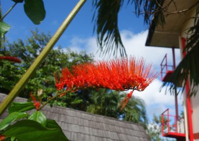 A vibrant red tropical flower with thin, spiky petals grows on a green stem in Suriname, set against a background of leaves, blue sky, and a building with red railings.