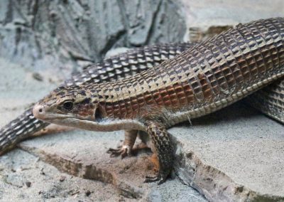 A close-up of a large brown and tan lizard with rough, textured scales and a long tail, resting on a sandy, rocky surface.