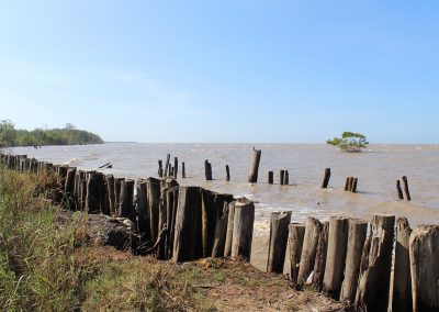 A weathered wooden barrier lines the shore of a muddy, windswept body of water in Suriname, with grassy land on the left and a lone, small tree standing in the water under a clear blue sky.