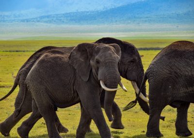 A group of elephants walking across a grassy plain with mountains in the background under a blue sky. The elephants are large with visible tusks and textured skin.