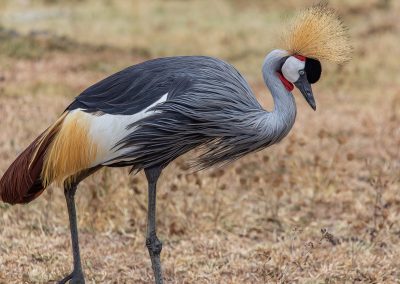 A grey crowned crane stands on dry grass, displaying grey body feathers, white wings with gold accents, a black head, red throat pouch, and a crown of stiff golden feathers.