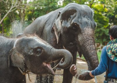 A person in a blue shirt is feeding two elephants with water from a bowl. The elephants appear to be spraying water with their trunks. Trees and greenery are visible in the background.