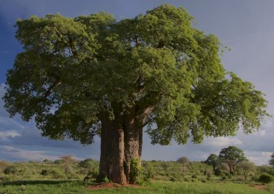 A large baobab tree with a thick trunk and a wide canopy of green leaves stands alone in a grassy landscape under a partly cloudy blue sky.